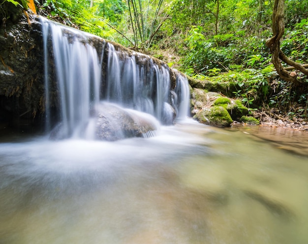 Vue panoramique de la cascade dans la forêt