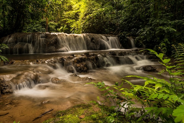 Vue panoramique de la cascade dans la forêt