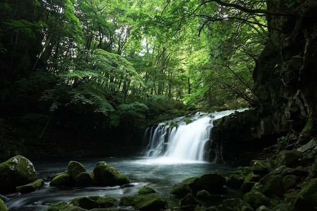 Vue panoramique de la cascade dans la forêt