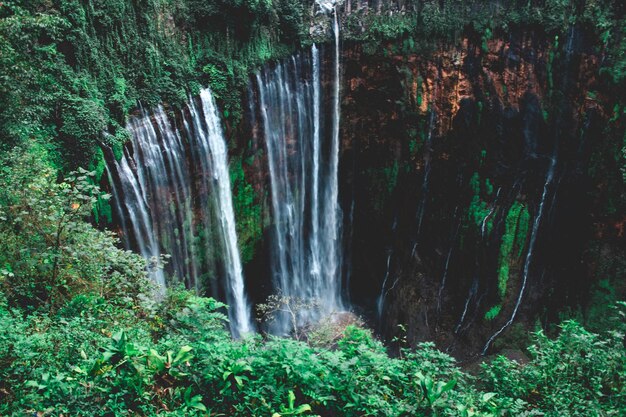 Vue panoramique de la cascade dans la forêt