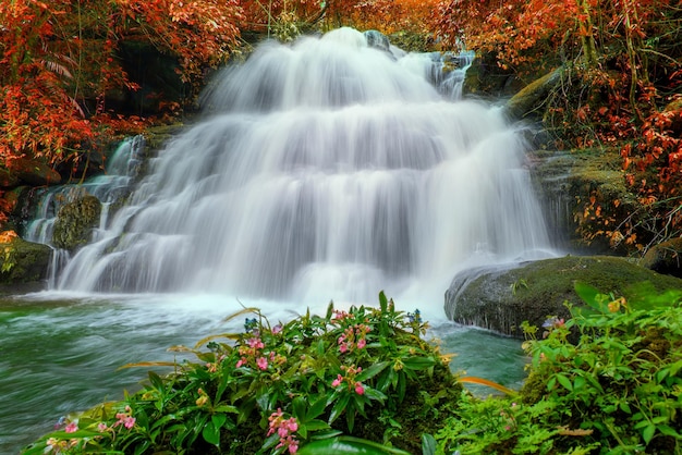 Vue panoramique de la cascade dans la forêt