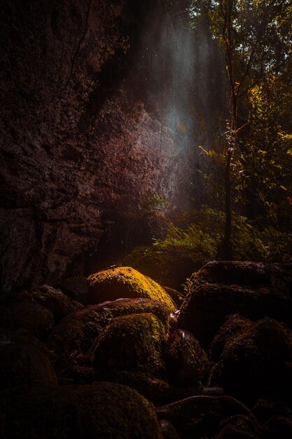 Vue panoramique de la cascade dans la forêt