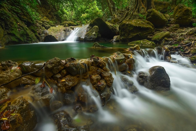 Vue panoramique de la cascade dans la forêt