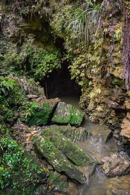 Photo vue panoramique de la cascade dans la forêt