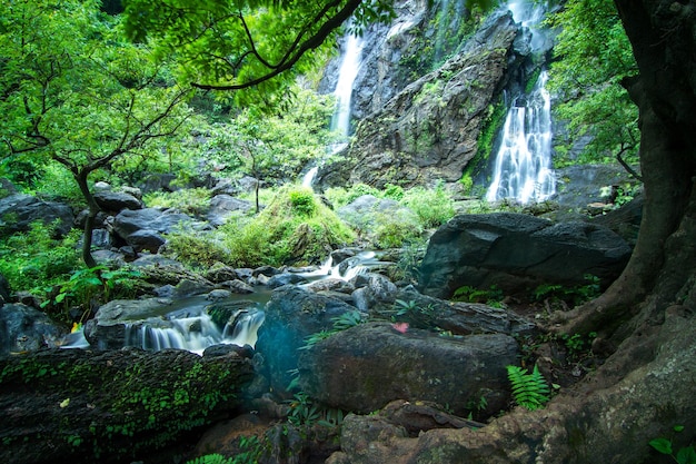 Vue panoramique de la cascade dans la forêt