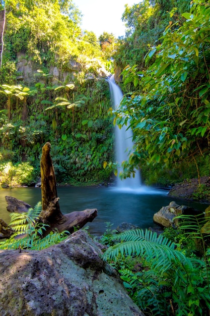 Photo vue panoramique de la cascade dans la forêt