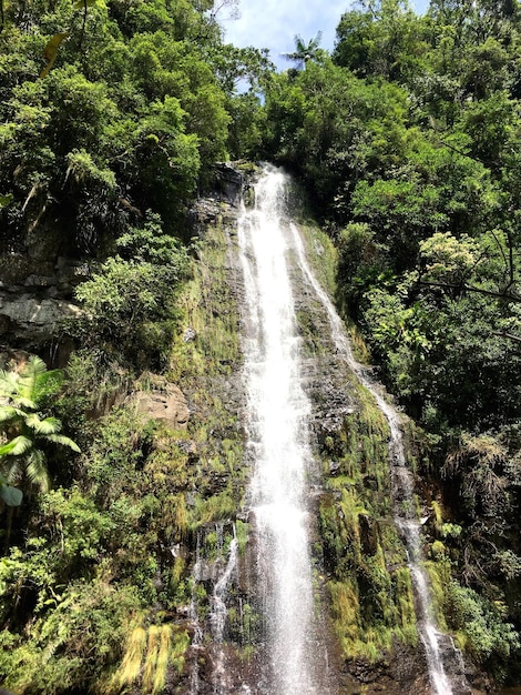 Photo vue panoramique de la cascade dans la forêt