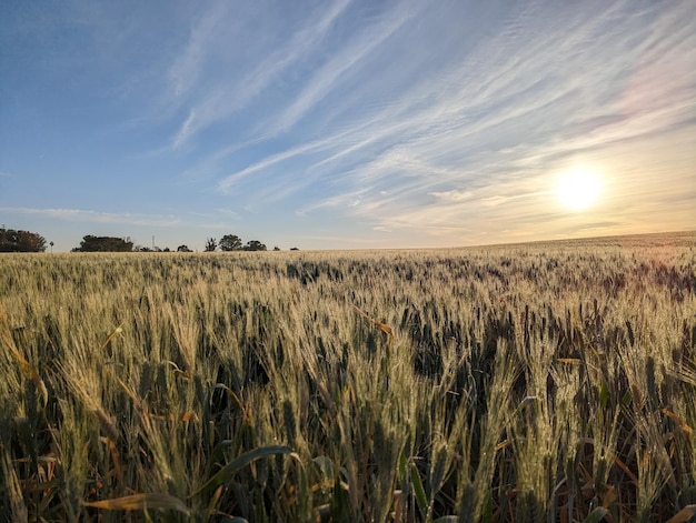 Vue panoramique d'un champ agricole contre le ciel au coucher du soleil