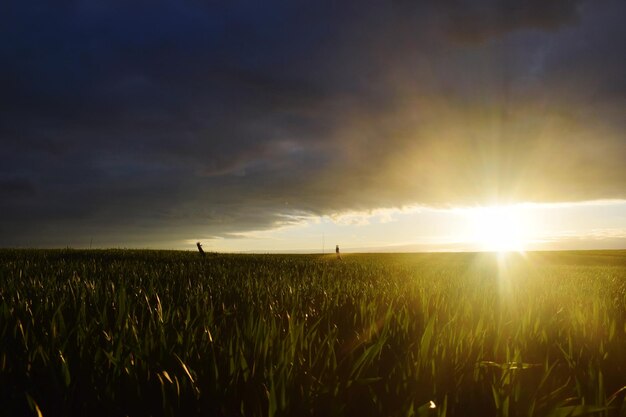 Photo vue panoramique d'un champ agricole contre le ciel au coucher du soleil