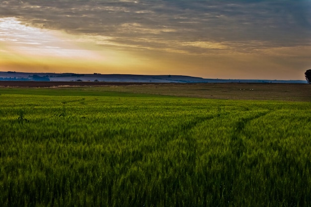 Vue panoramique d'un champ agricole contre le ciel au coucher du soleil