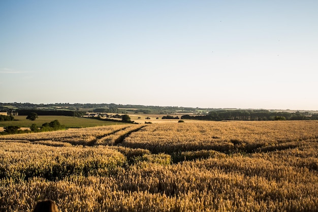 Vue panoramique d'un champ agricole contre un ciel dégagé