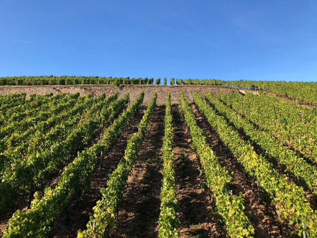 Vue panoramique d'un champ agricole contre un ciel dégagé