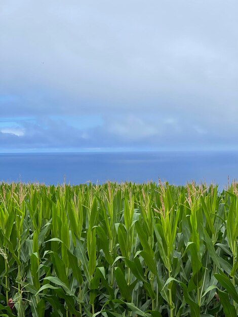 Photo vue panoramique d'un champ agricole contre le ciel