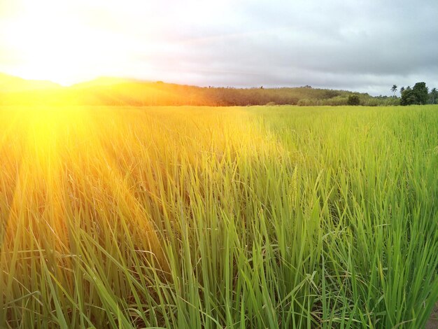 Vue panoramique d'un champ agricole contre le ciel