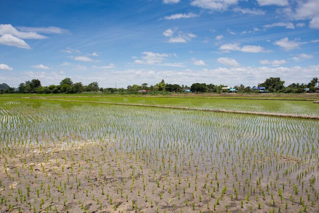 Photo vue panoramique d'un champ agricole contre le ciel