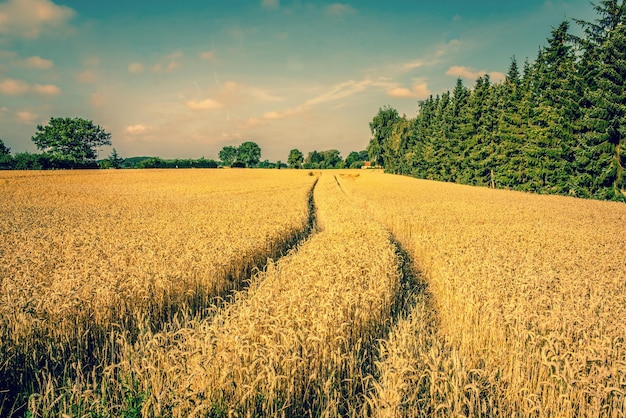 Vue panoramique d'un champ agricole contre le ciel