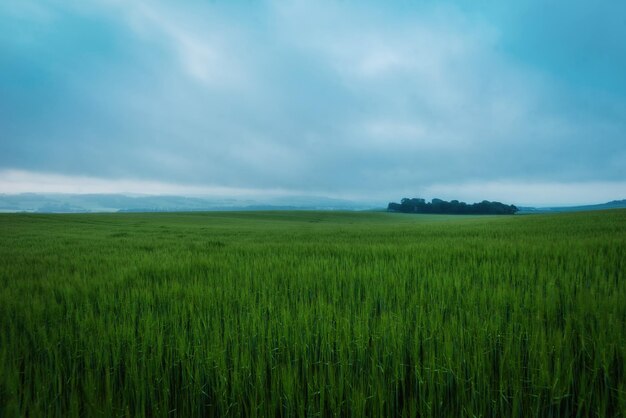 Vue panoramique d'un champ agricole contre le ciel