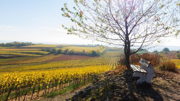 Vue panoramique d'un champ agricole contre le ciel