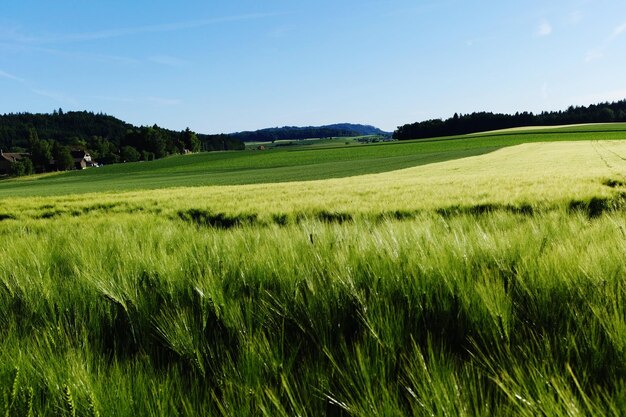 Photo vue panoramique d'un champ agricole contre le ciel