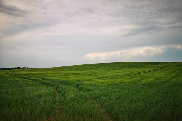 Vue panoramique d'un champ agricole contre le ciel