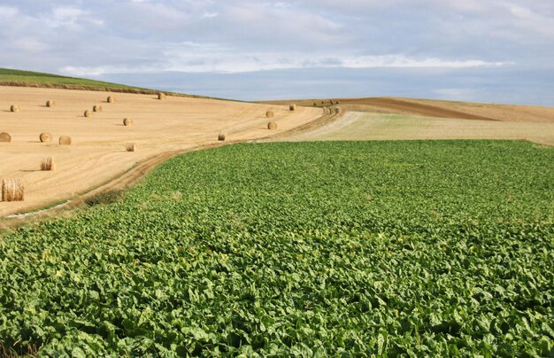 Photo vue panoramique d'un champ agricole contre le ciel