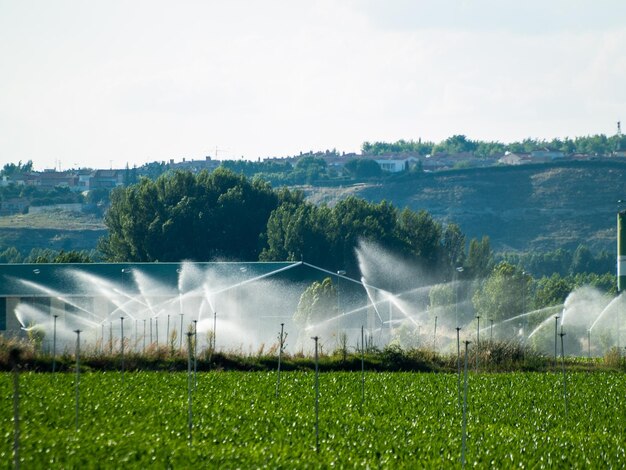 Vue panoramique d'un champ agricole contre le ciel