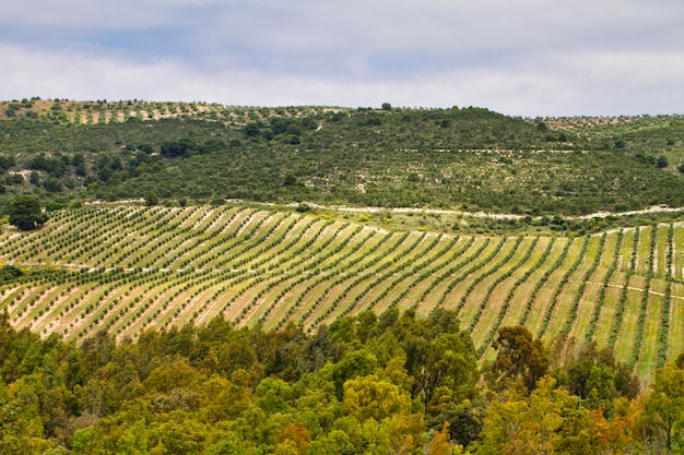 Photo vue panoramique d'un champ agricole contre le ciel