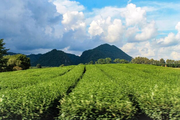 Vue panoramique d'un champ agricole contre le ciel