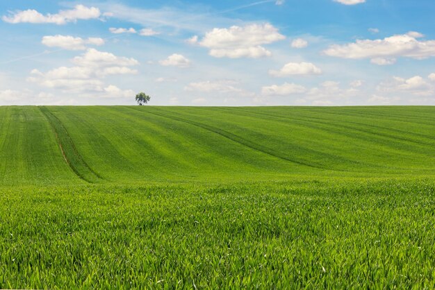 Vue panoramique d'un champ agricole contre le ciel