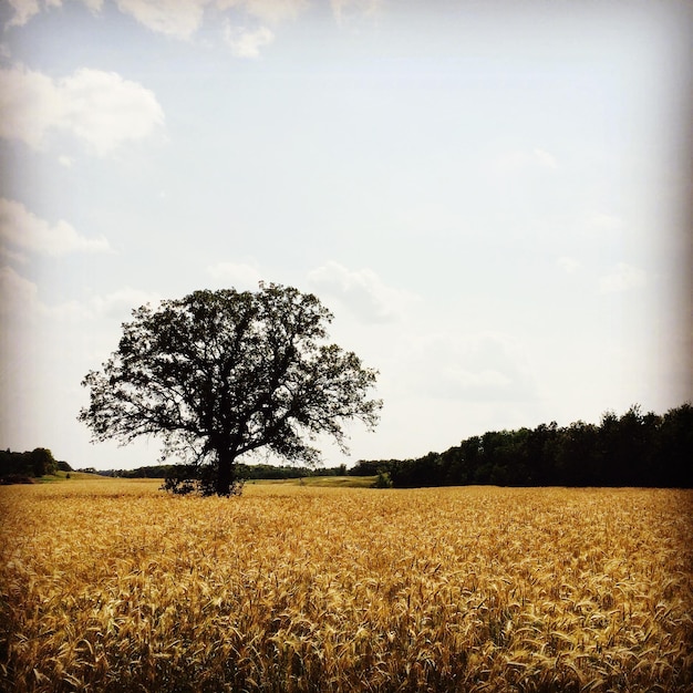 Photo vue panoramique d'un champ agricole contre le ciel