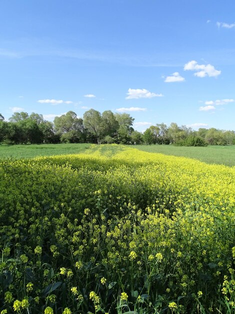 Photo vue panoramique d'un champ agricole contre le ciel