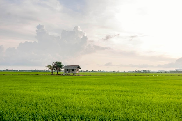 Vue panoramique d'un champ agricole contre le ciel