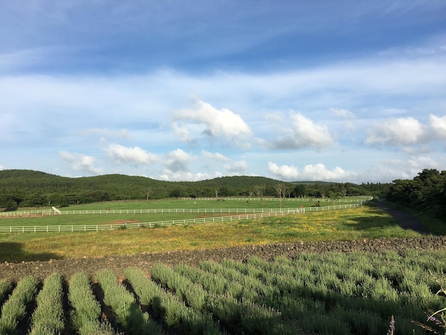 Photo vue panoramique d'un champ agricole contre le ciel