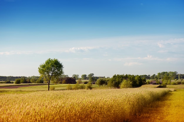Vue panoramique d'un champ agricole contre le ciel