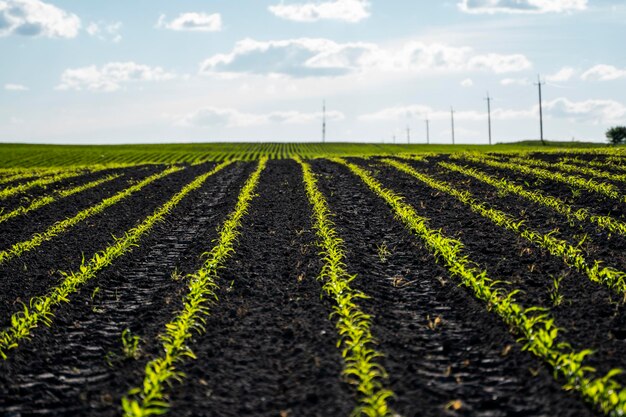 Photo vue panoramique d'un champ agricole contre le ciel