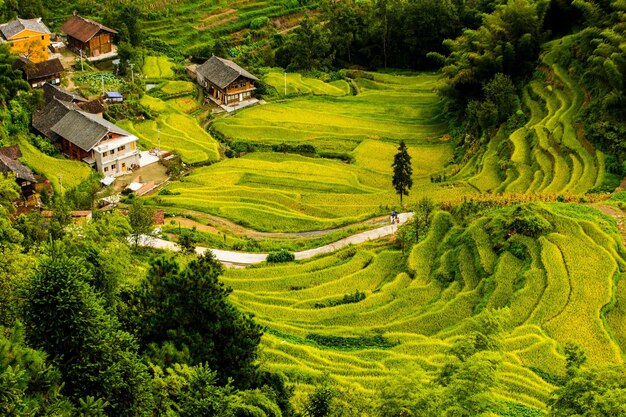 Vue panoramique d'un champ agricole par des maisons et des arbres