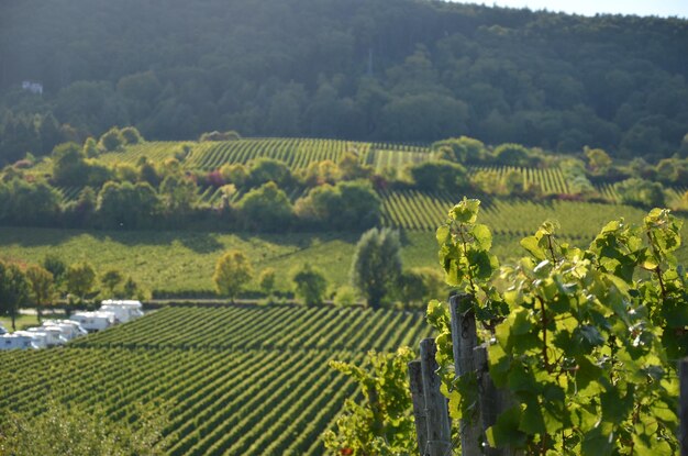 Vue panoramique d'un champ agricole