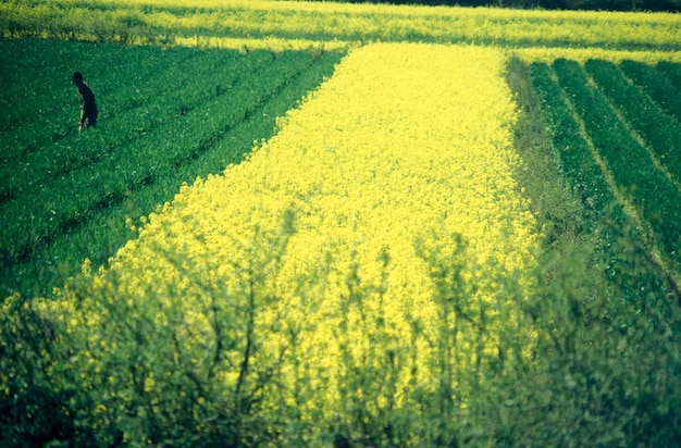 Vue panoramique d'un champ agricole