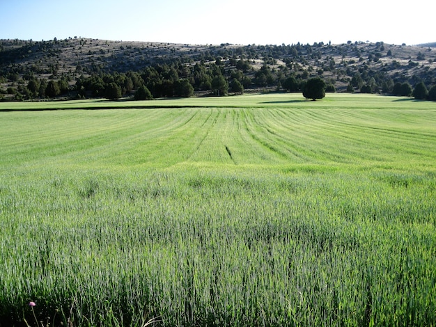 Photo vue panoramique d'un champ agricole