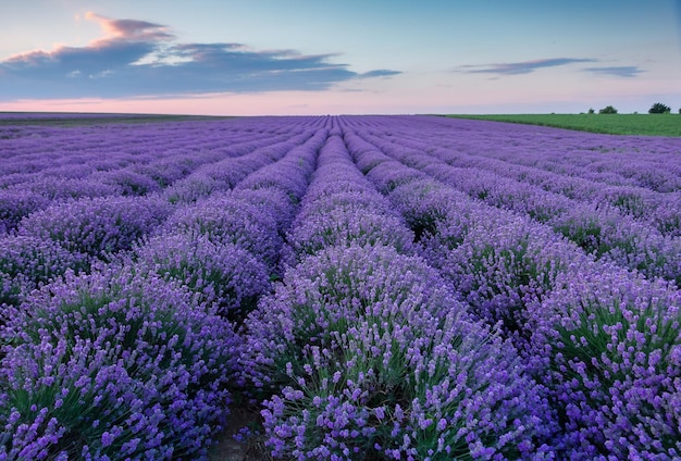 Vue panoramique d'un champ en fleurs contre le ciel au coucher du soleil