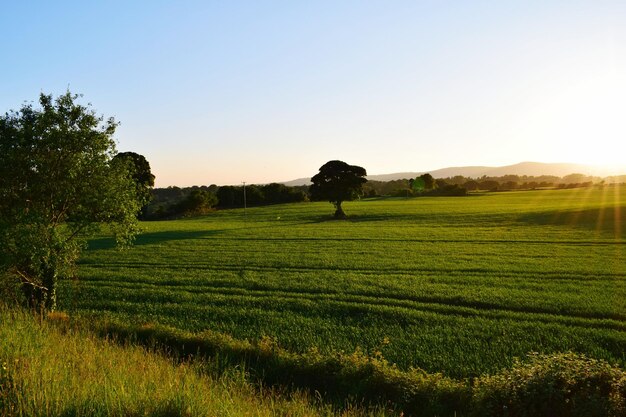 Photo vue panoramique d'un champ d'herbe contre le ciel