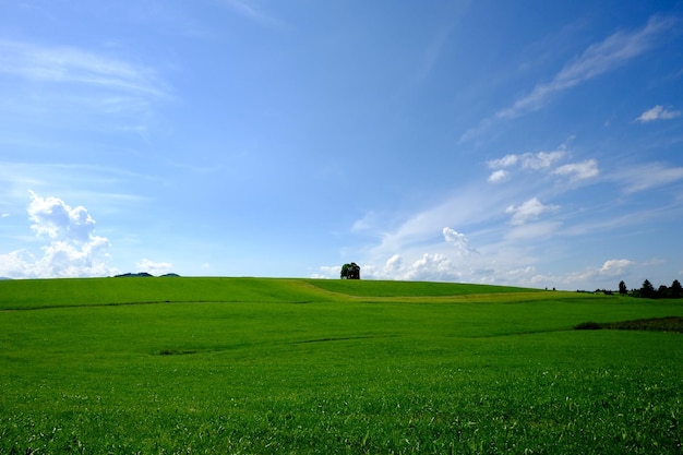 Vue panoramique d'un champ d'herbe contre le ciel