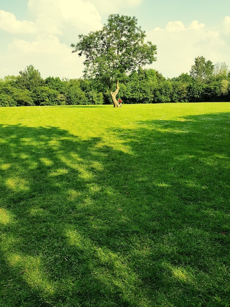 Vue panoramique d'un champ d'herbe contre le ciel