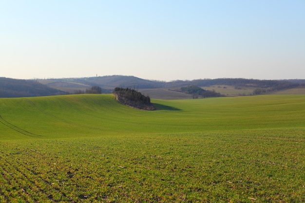 Vue panoramique d'un champ herbeux contre un ciel dégagé