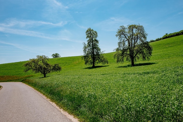 Vue panoramique d'un champ herbeux contre le ciel