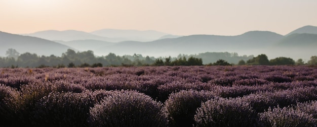 Photo une vue panoramique sur le champ de lavande sur fond de montagnes