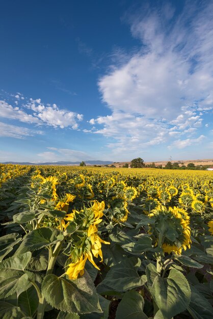 Vue panoramique sur un champ de tournesols par une journée ensoleillée.