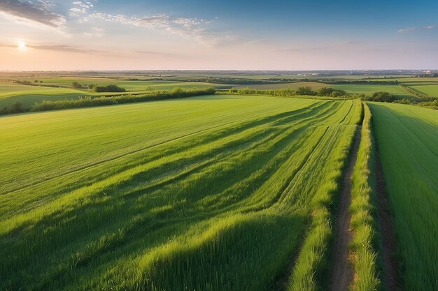 Vue panoramique d'un champ vert à la lumière du soleil du soir