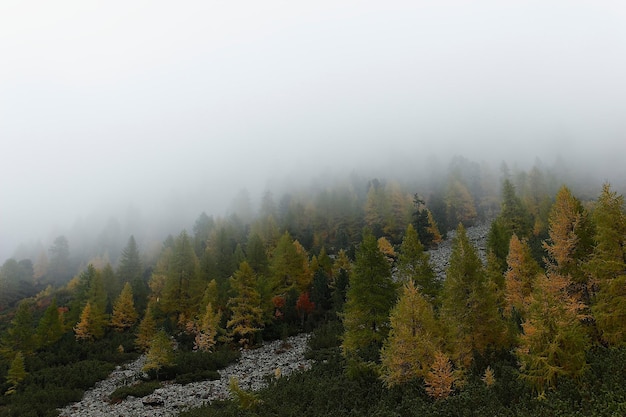 Vue panoramique des conifères par une journée de brouillard