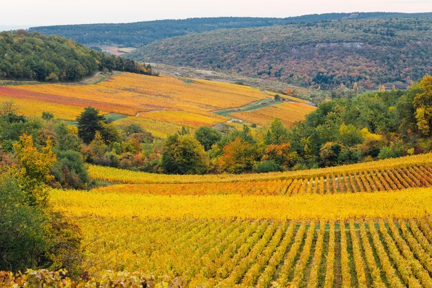 Photo vue panoramique du champ agricole vue panoramique des vignobles sur le paysage d'automne du vignoble